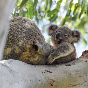 Koala joey