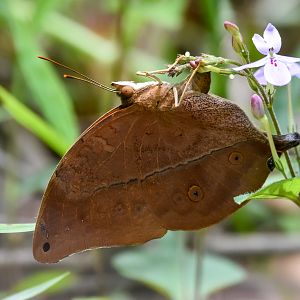Australian Leafwing