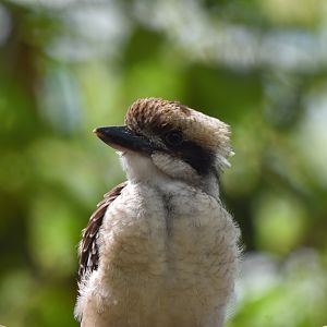 Laughing Kookaburra