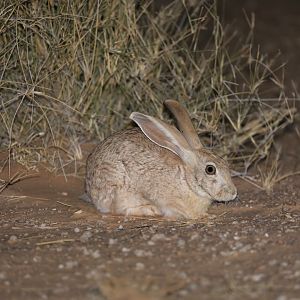 West Sahara hare (Lepus saharae)