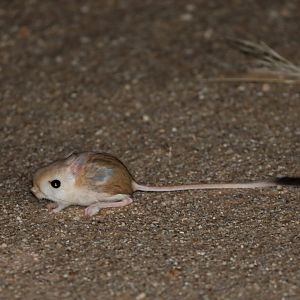 African Hammada Jerboa (Jaculus hirtipes)