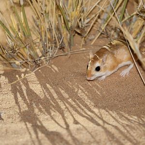 Tarabul's gerbil (Gerbillus tarabuli)