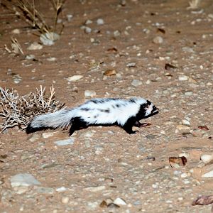 Saharan striped polecat (Ictonyx libycus)