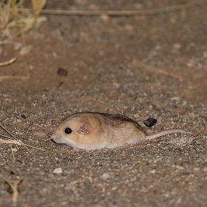 fat-tailed gerbil (Pachyuromys duprasi)