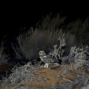 short-eared owl (Asio flammeus)