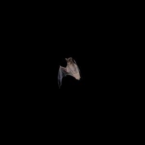 Egyptian Free-tailed Bat (Tadarida aegyptiaca)