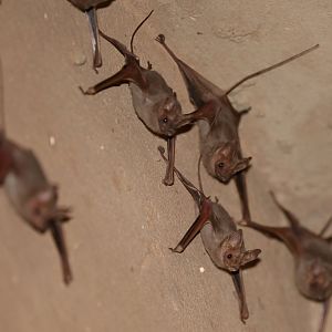 Egyptian mouse-tailed bats (Rhinopoma cystops)