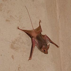 Egyptian mouse-tailed bat (Rhinopoma cystops)