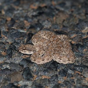 Saharan horned viper (Cerastes cerastes)