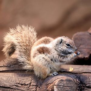 Barbary ground squirrel (Atlantoxerus getulus)