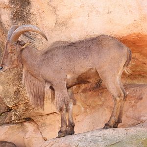 Moroccan Barbary sheep (Ammotragus lervia lervia)