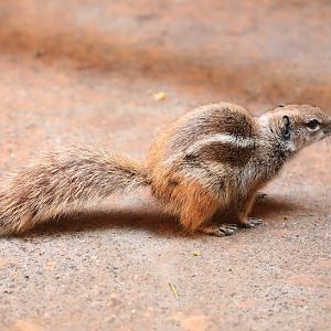 Barbary ground squirrel (Atlantoxerus getulus)