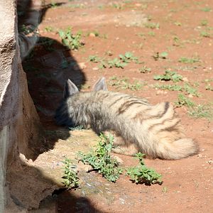 Striped Hyena (Hyaena hyaena)