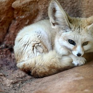 fennec fox (Vulpes zerda)