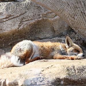 red fox (Vulpes vulpes)