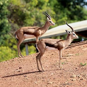 Dorcas Gazelles (Gazella dorcas)