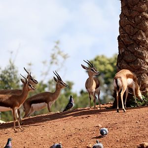 Dorcas Gazelles (Gazella dorcas)