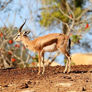 Dorcas Gazelle (Gazella dorcas)