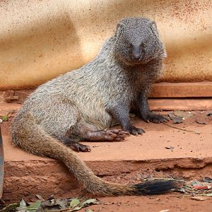 Egyptian mongoose (Herpestes ichneumon)