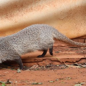 Egyptian mongoose (Herpestes ichneumon)