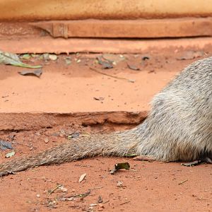 Egyptian mongoose (Herpestes ichneumon)