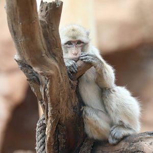 Barbary macaque (Macaca sylvanus)