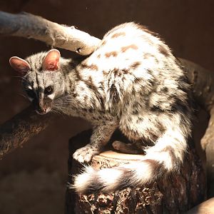 common genet (Genetta genetta genetta)