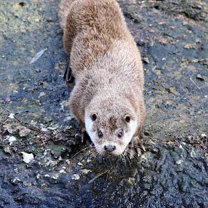 Eurasian otter (Lutra lutra)