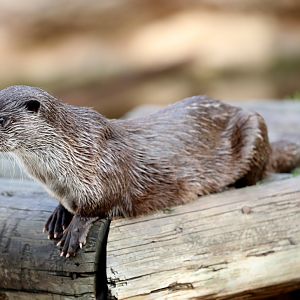 Eurasian otter (Lutra lutra)