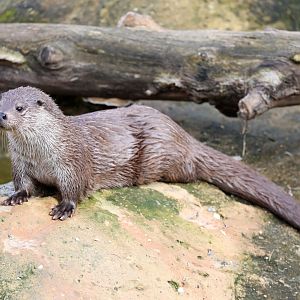 Eurasian otter (Lutra lutra)