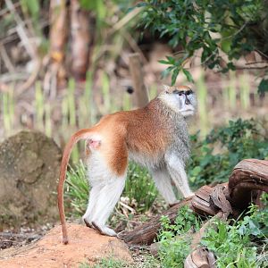 common patas monkey (Erythrocebus patas)