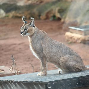 Caracal (Caracal caracal)