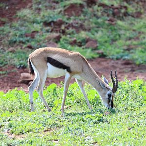 Thomson's gazelle (Eudorcas thomsonii)
