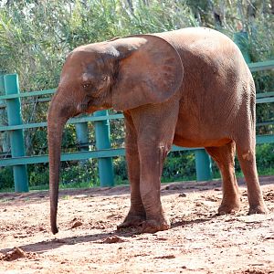 African forest elephant (Loxodonta cyclotis)