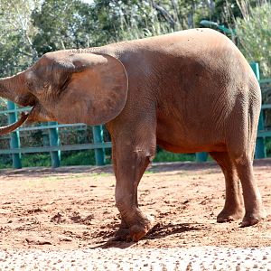 African forest elephant (Loxodonta cyclotis)