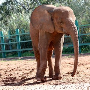 African forest elephant (Loxodonta cyclotis)