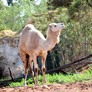 dromedary (Camelus dromedarius)