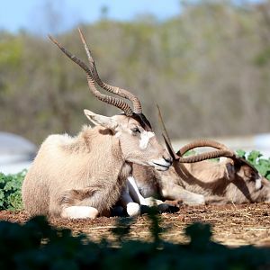 addax (Addax nasomaculatus)