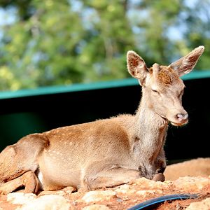 Barbary stag (Cervus elaphus barbarus)