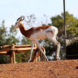 Dama gazelle (Nanger dama)