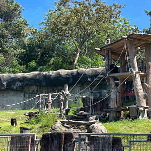 Central chimpanzee exhibit