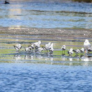 White-winged Black Terns