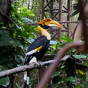 Great Hornbill