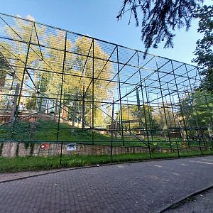 Primates - Kikuyu Guereza (Colobus guereza kikuyuensis)