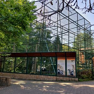 Primates - Kikuyu Guereza (Colobus guereza kikuyuensis)