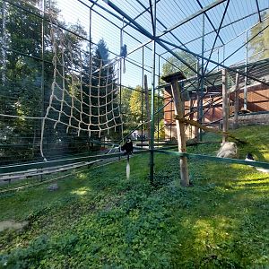 Primates - Kikuyu Guereza (Colobus guereza kikuyuensis)