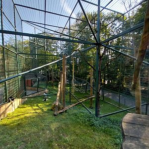 Primates - Kikuyu Guereza (Colobus guereza kikuyuensis)