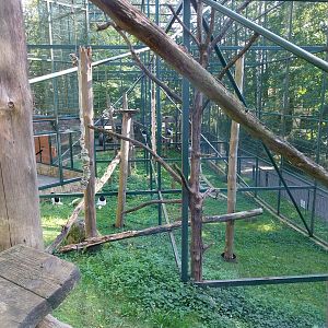 Primates - Kikuyu Guereza (Colobus guereza kikuyuensis)