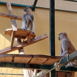 Primates - Patas Monkey (Erythrocebus patas)