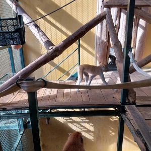 Primates - Patas Monkey (Erythrocebus patas)